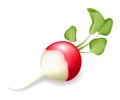 Radish