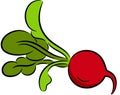 Radish