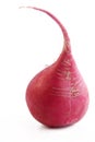 Radish Royalty Free Stock Photo