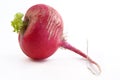 Radish Royalty Free Stock Photo