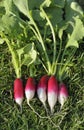 Radish