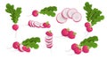 Radish cartoon icons set. Farm fresh vegetables. Whole and sliced. Best for kitchen menu and farm market designs. Royalty Free Stock Photo