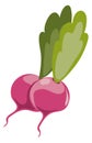 Radish color icon. Ripe spring salad vegetable