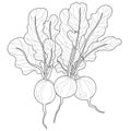 Radish.Coloring book antistress for children and adults. Zen-tangle style.