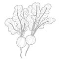 Radish.Coloring book antistress for children and adults. Zen-tangle style.