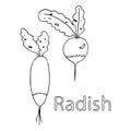 Radish. Coloring book. Vector doodle outline freehand drawing, sketch with text, two vegetables, first vitamins from the garden,