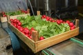 Radish on conveyor belt