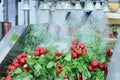 Radish on conveyor belt