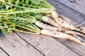 radish daicon tubers in the ground on a wooden background