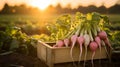 Radish Daikon harvested in a wooden box with field and sunset in the background.