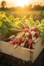 Radish Daikon harvested in a wooden box with field and sunset in the background.