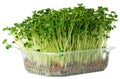 Radish daikon micro green sprouts isolated on white Royalty Free Stock Photo