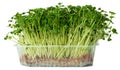 Radish daikon micro green sprouts isolated on white Royalty Free Stock Photo