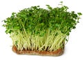 Radish daikon micro green sprouts isolated on white Royalty Free Stock Photo