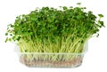 Radish daikon micro green sprouts isolated on white Royalty Free Stock Photo