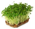 Radish daikon micro green sprouts isolated on white Royalty Free Stock Photo