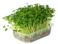 Radish daikon micro green sprouts isolated on white Royalty Free Stock Photo