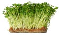 Radish daikon micro green sprouts isolated on white Royalty Free Stock Photo