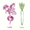 Radish and Daikon or mooli, Raphanus sativus. Ink black and white doodle drawing