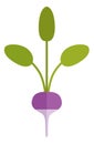 Radish flat icon. Farm organic root with green leaves