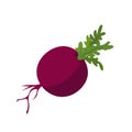 Radish flat icon vector illustration, the radishes vegetable isolated on white background, raphanus raphanistrum vegetables