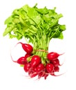 Radish. Royalty Free Stock Photo