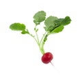 Radish Royalty Free Stock Photo