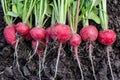 Radish on the ground Royalty Free Stock Photo