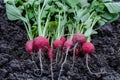 Radish on the ground Royalty Free Stock Photo