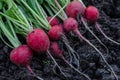 Radish on the ground Royalty Free Stock Photo