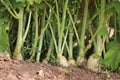 Radish grown on farmland.White radish ready to harvest grown on horticultural farm Royalty Free Stock Photo