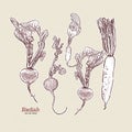 Radish, hand draw sketch vector