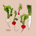 Radish, hand draw sketch vector