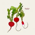 Radish, hand draw sketch vector