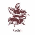 Radish hand drawn sketch. Detailed organic product botanical icon isolated on white background, cooking ingredient for