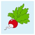 Radish, hand-drawn vegetable, root vegetable. vector