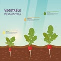 Radish infographics with growth stages