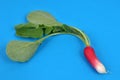 Radish and its tops close-up on blue background Royalty Free Stock Photo