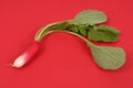 Radish and its tops close-up on red background Royalty Free Stock Photo