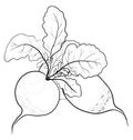 Radish with leaves, contours