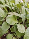 Radish leaves are growing in the garden Royalty Free Stock Photo