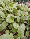 Radish leaves are growing in the garden Royalty Free Stock Photo