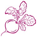 Radish with leaves, pictogram