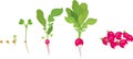 Radish life cycle. Stages of radish growth from seed and sprout to harvest