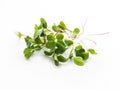 Radish micro greens