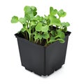 Radish microgreen in a black pot isolated on white background Royalty Free Stock Photo