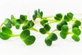 Radish microgreen shoots isolated on white background. Daikon radish sprouts macro photography. Royalty Free Stock Photo