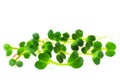 Radish microgreen shoots isolated on white background. Daikon radish sprouts macro photography. Royalty Free Stock Photo