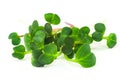 Radish microgreen shoots isolated on white background. Radish sprouts macro photography. Royalty Free Stock Photo