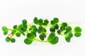 Radish microgreen shoots isolated on white background. Radish sprouts macro photography. Royalty Free Stock Photo